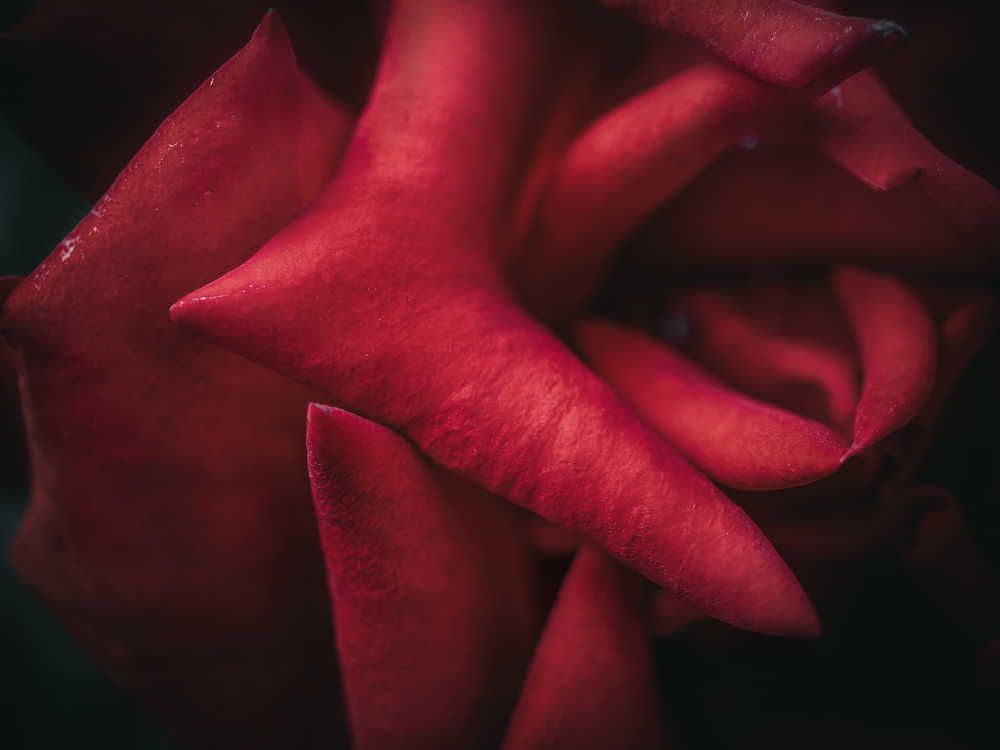 Photograph by Дмитрий Поварков