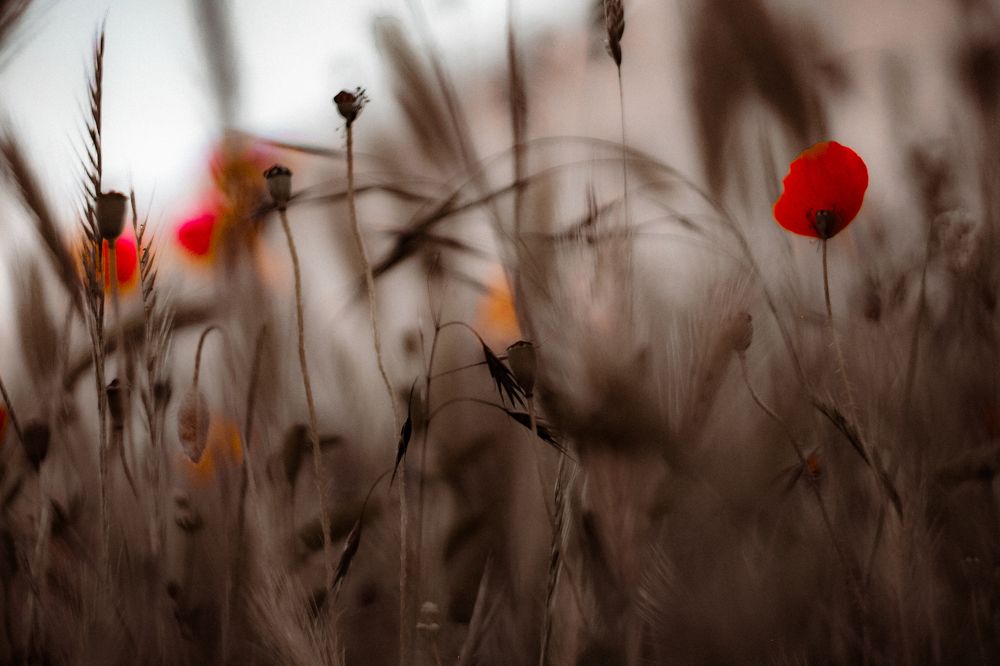 Фотография автора Денис Беляев