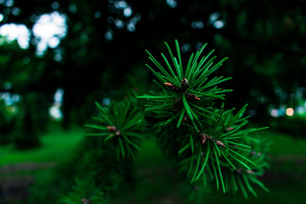 Photograph by LYBOMIR NAKOV