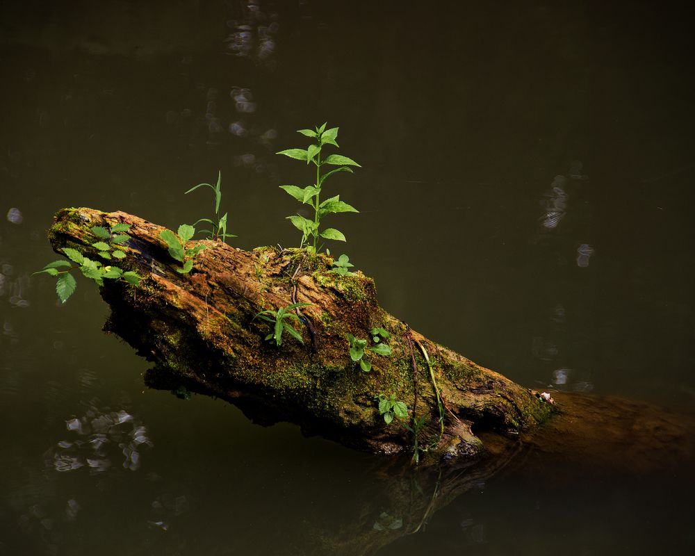 Photograph by Myles Barfield