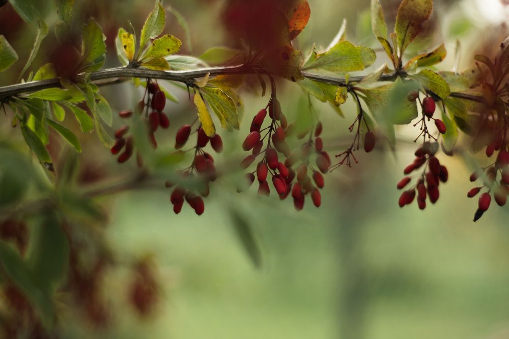 Photograph by Надежда Богачкина