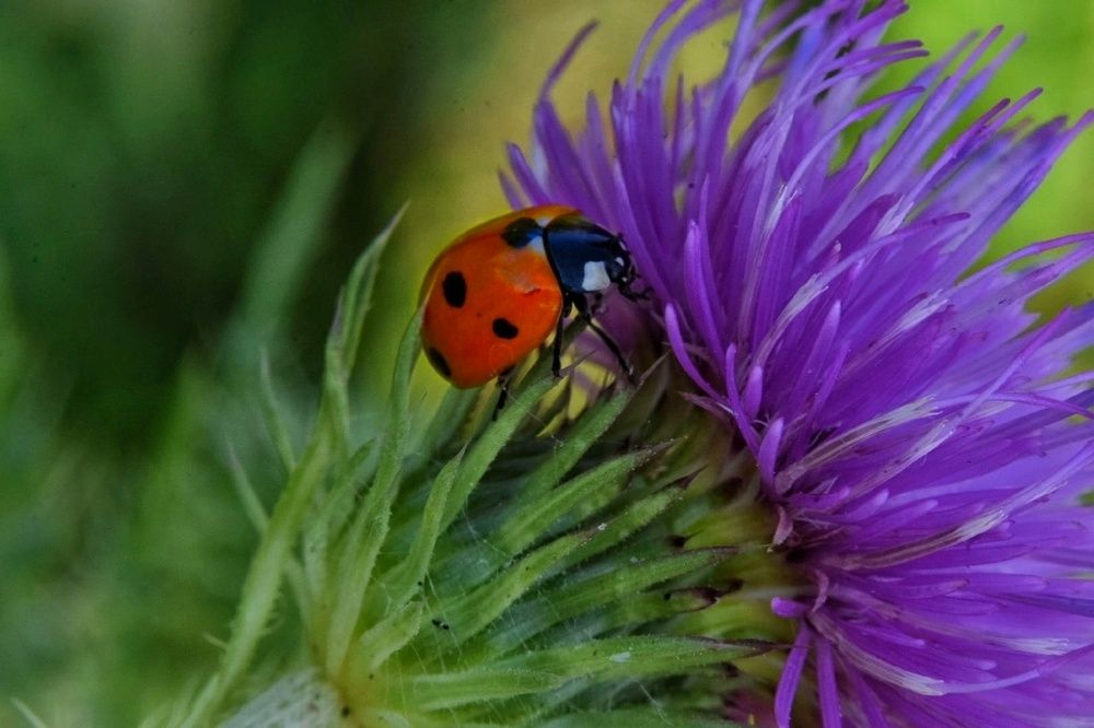 Photograph by Любовь Малышева