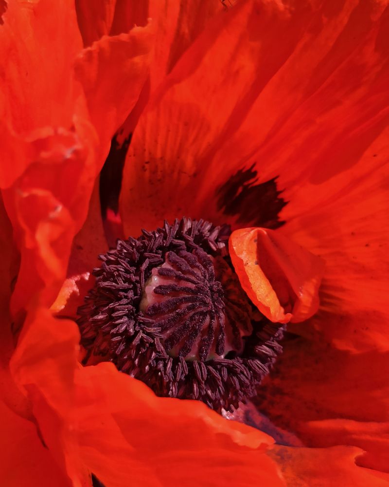 Photograph by Halina Mitsevich