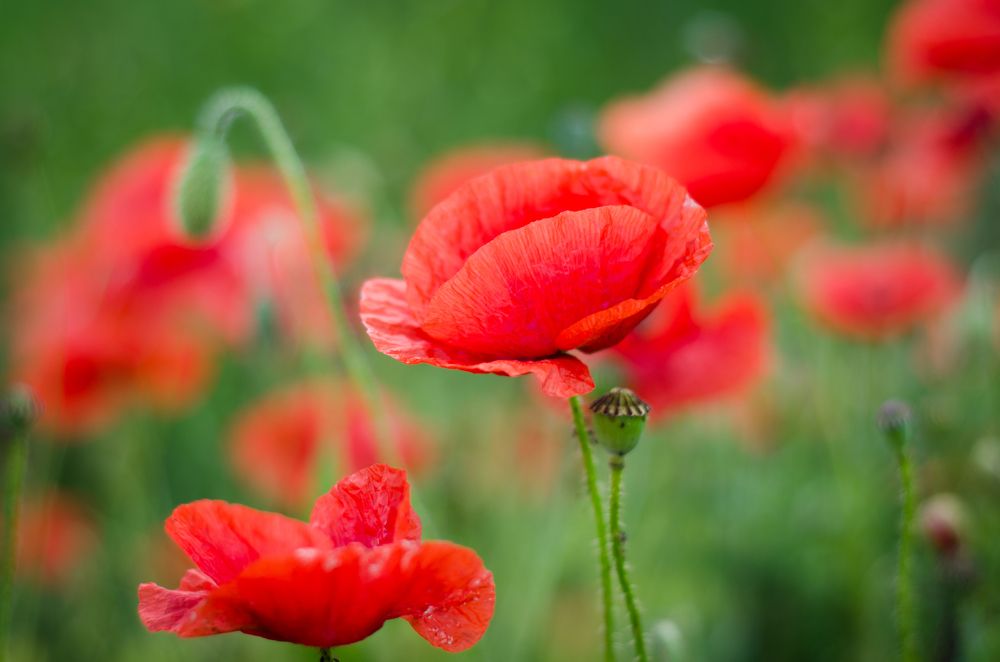 Photograph by Анастасия Кашенко