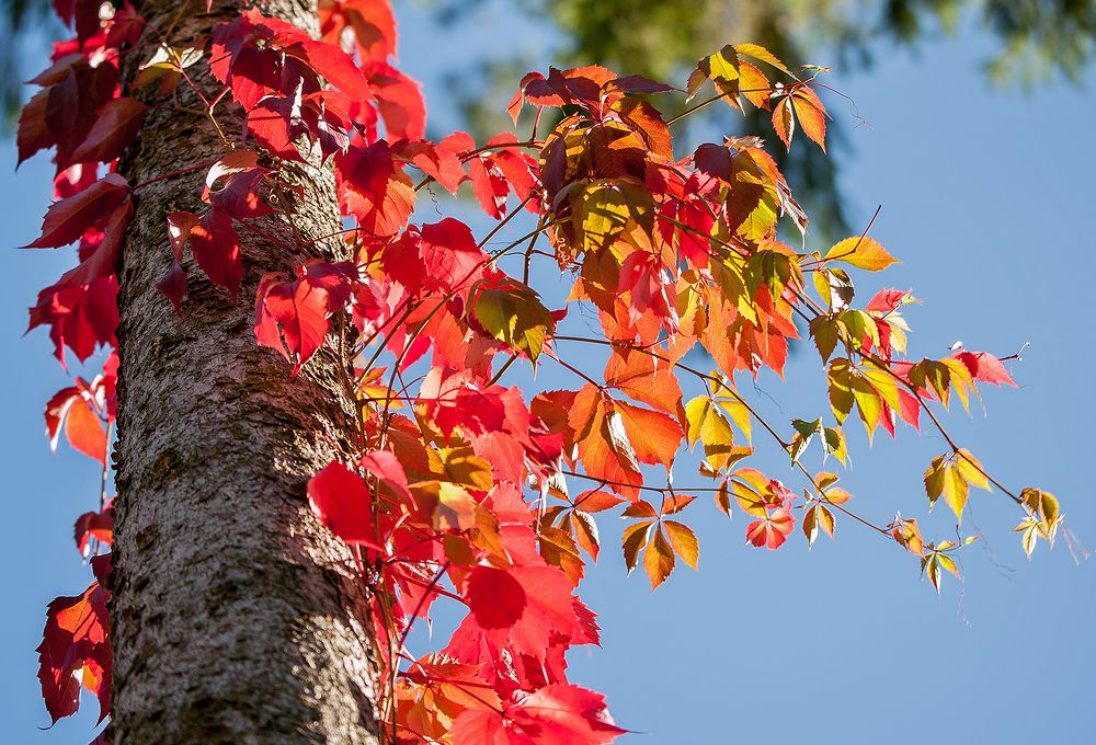 Photograph by Ольга Дядченко