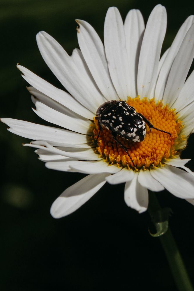 Photograph by Инесса Юровских