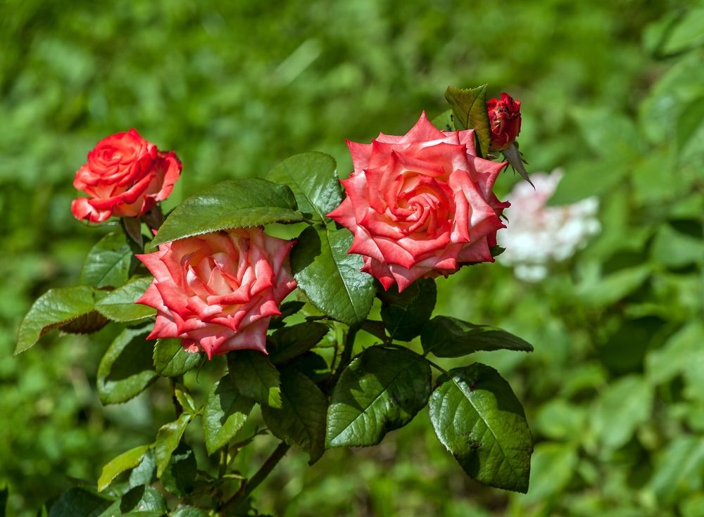 Photograph by Валерий Клейменов