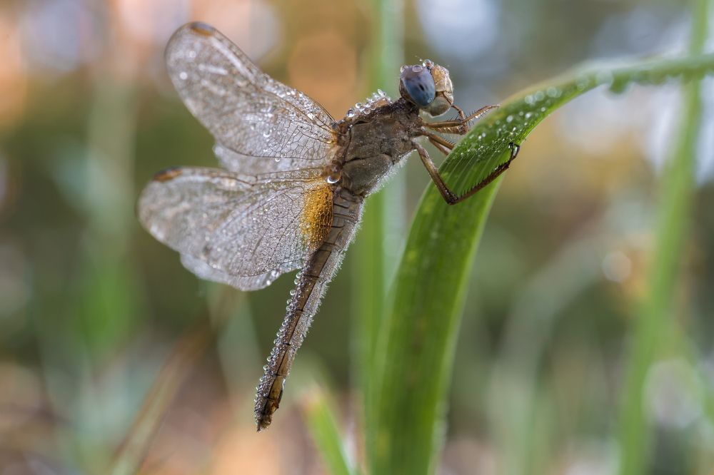 Стрекоза на просушке