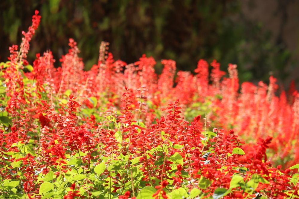 Photograph by Babak Akvan