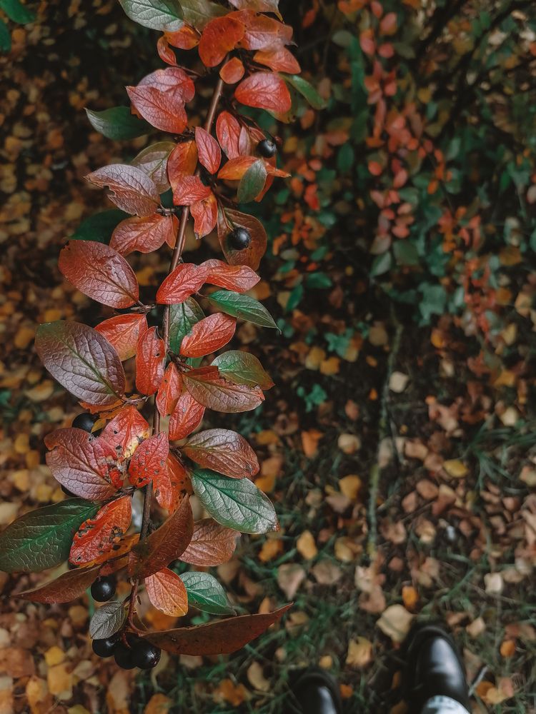 Photograph by Ирина Забродина