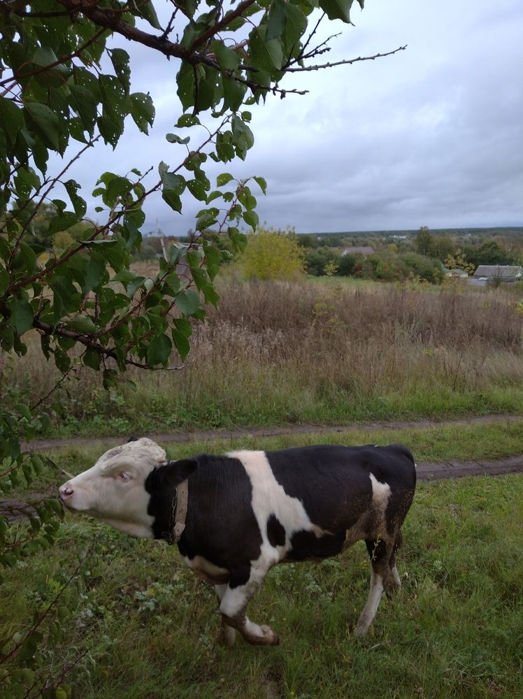 Photograph by Елена Коробченко