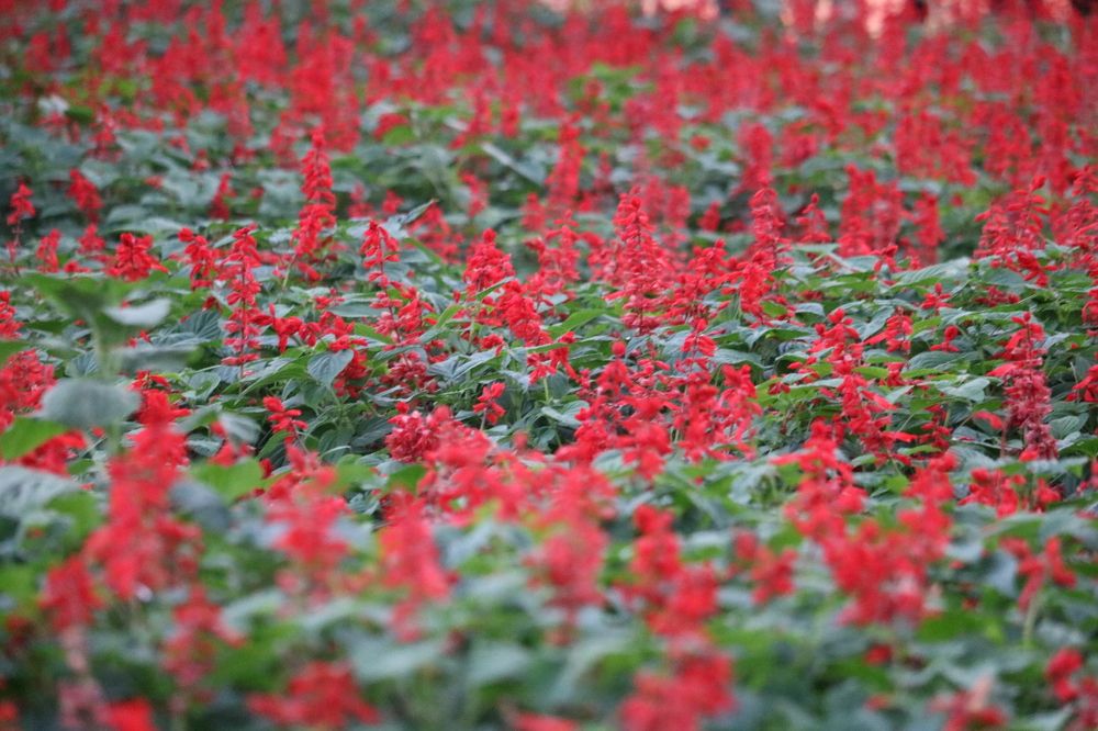 Photograph by Babak Akvan