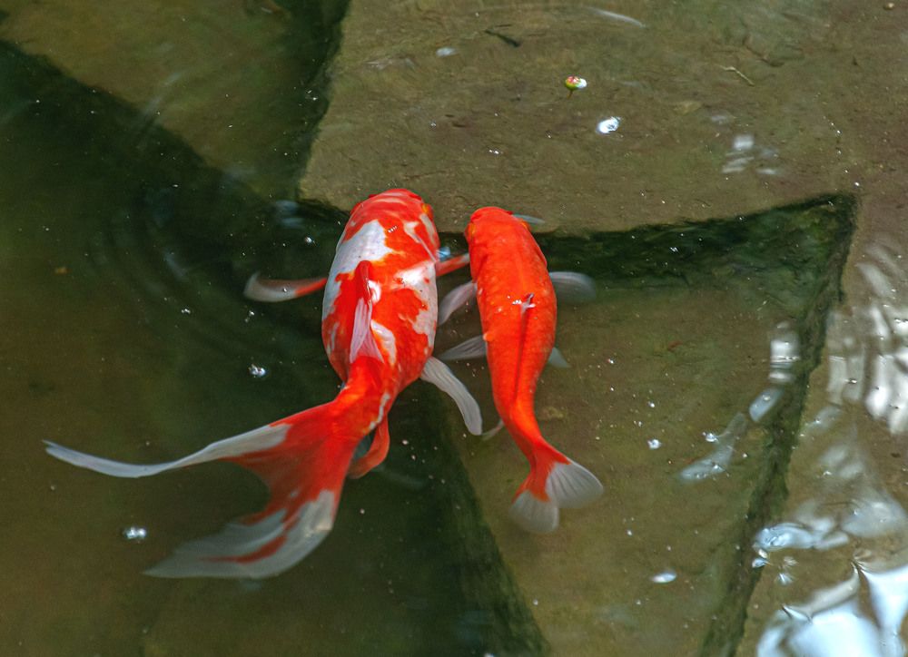 Photograph by Vladimir  Komarov