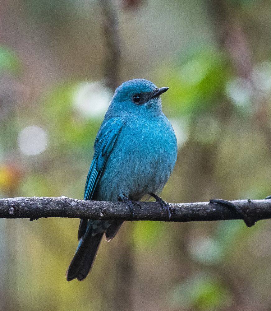 Photograph by Ranjith Kumar