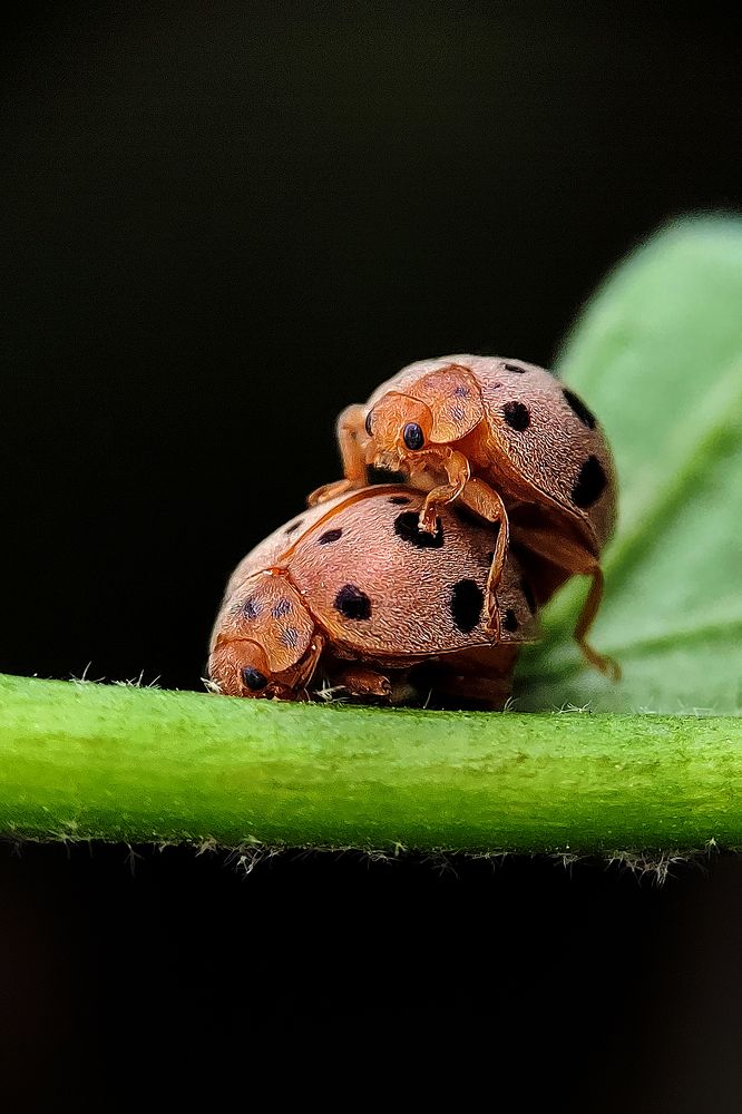 Love of the beetles..