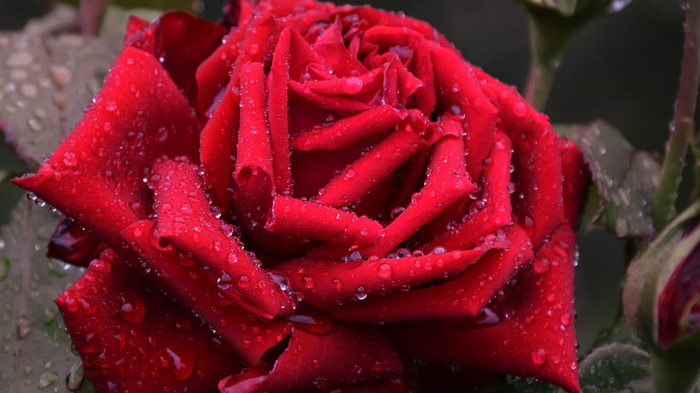 Photograph by Алексей Парамонов