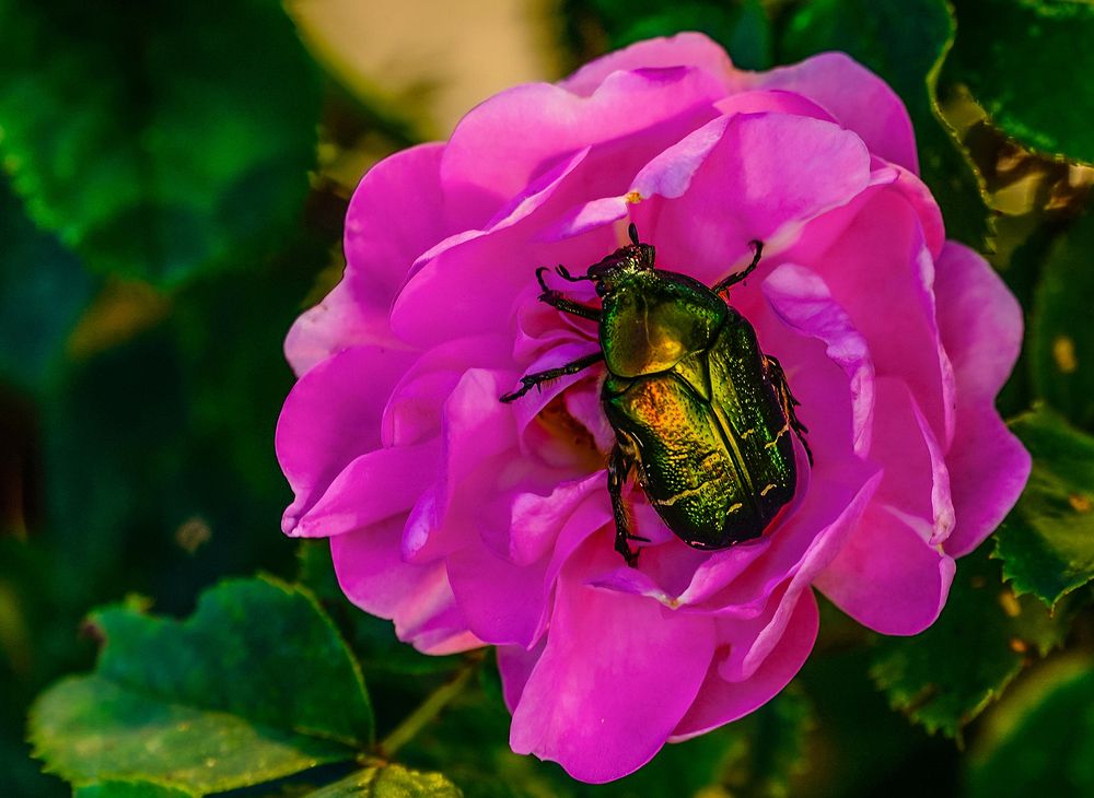 Золотистая бронзовка на шиповнике