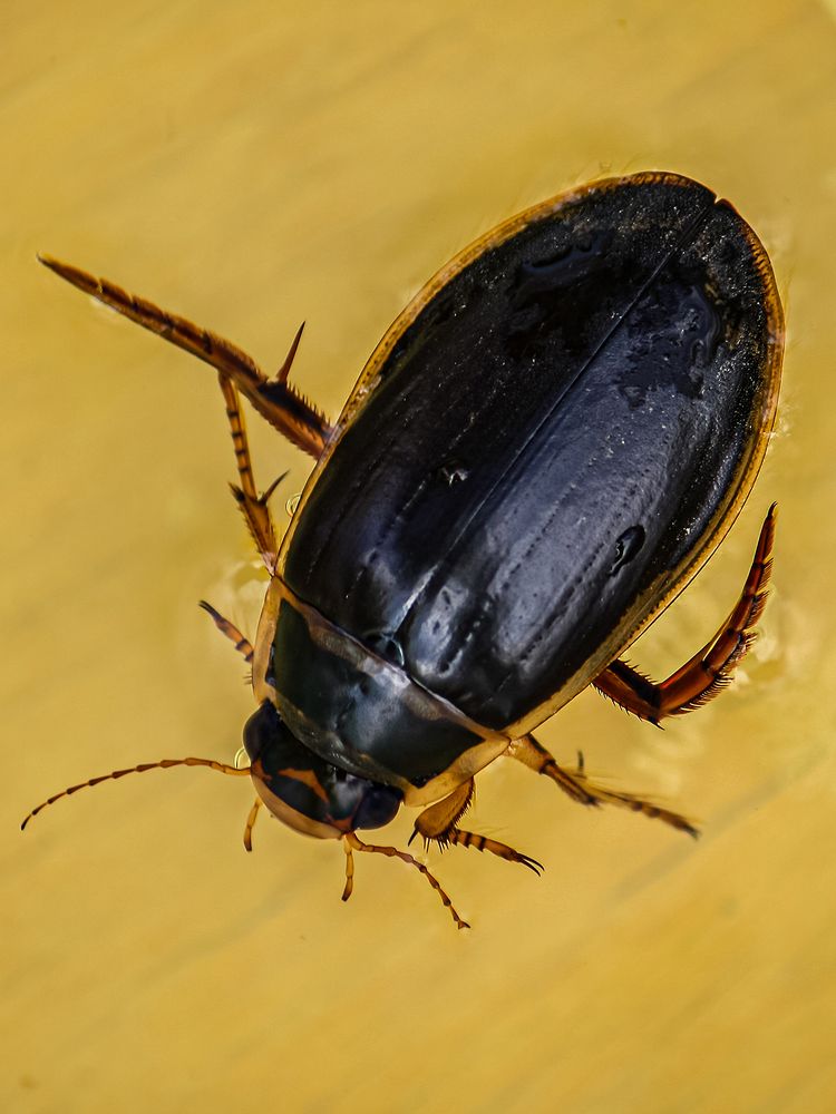 Плавунец окаймленный