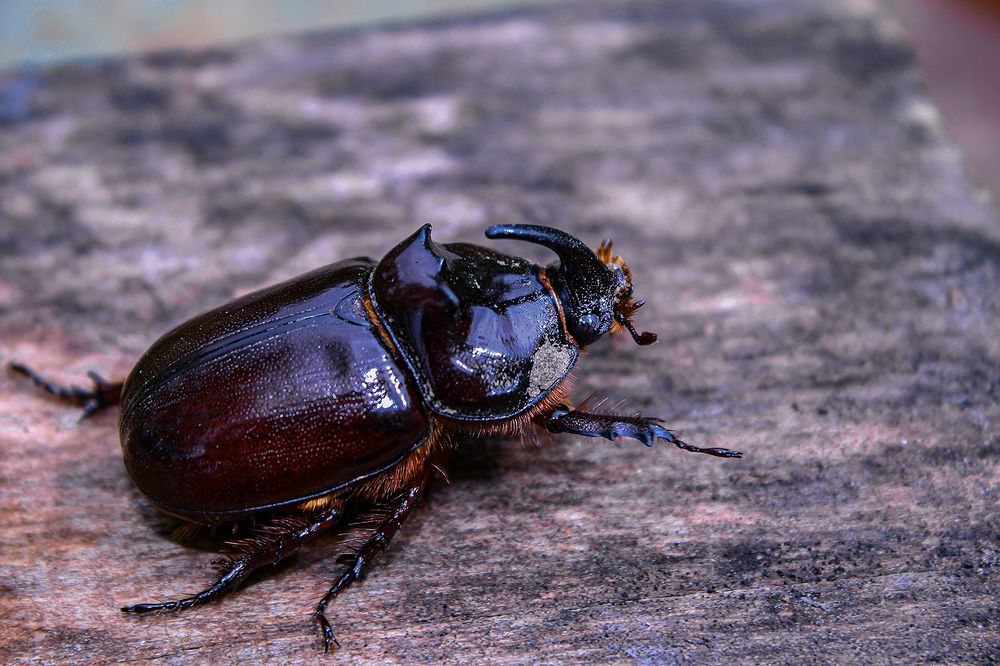 Жук носорог