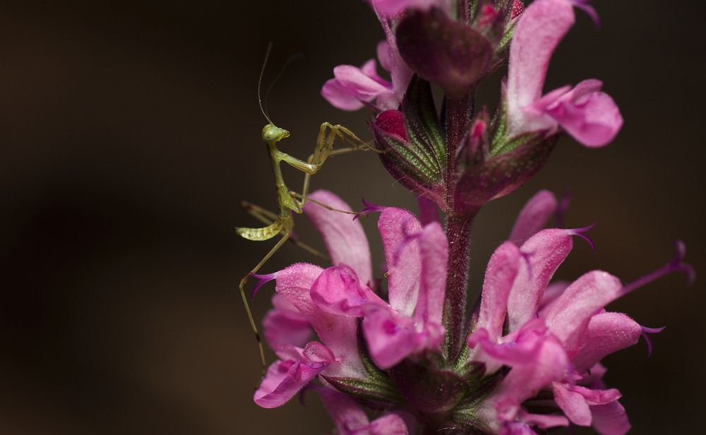 Photograph by Тараненко Анжелика