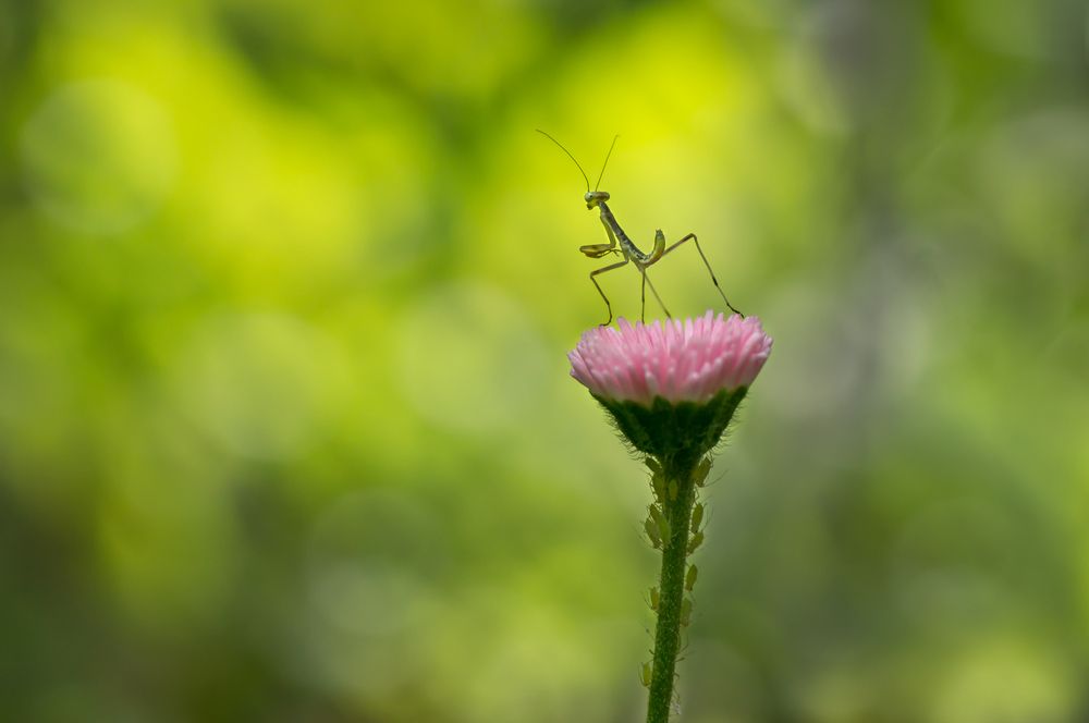 Photograph by Тараненко Анжелика