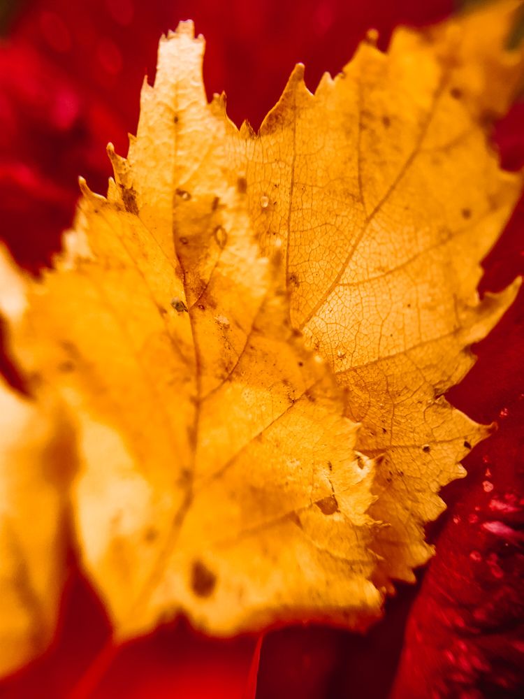 Photograph by Денис Нарышев