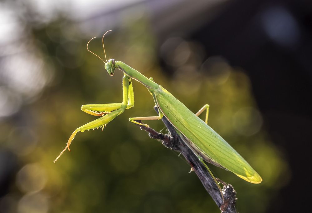 Женщина-вамп