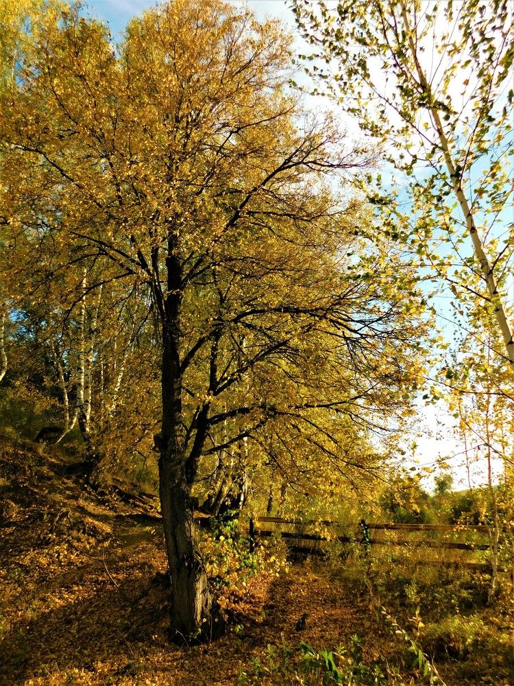 Photograph by Чкареули Светлана