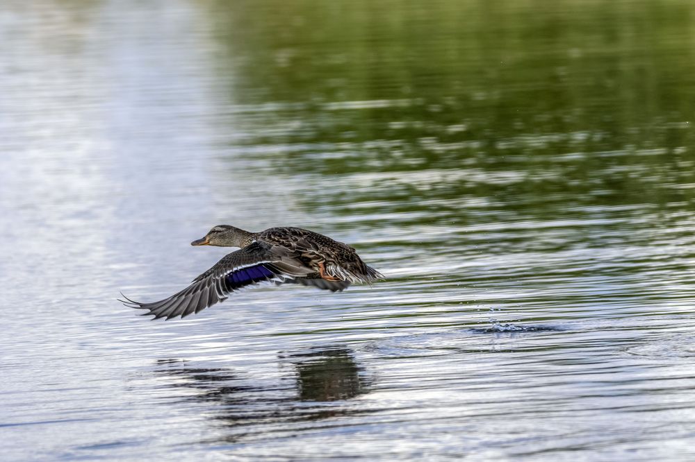 Пролетая над гнездом рыбёшки
