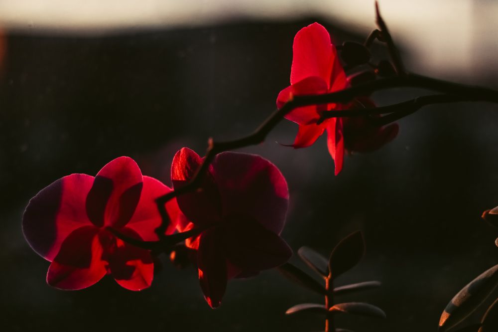 Photograph by Татьяна Стружкина