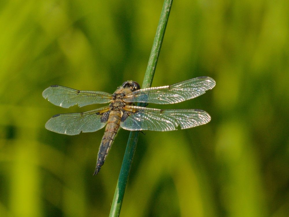 Photograph by Сергей Симаков