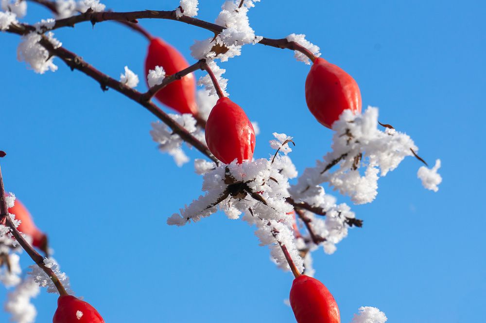 Фотография автора Николай Бологов