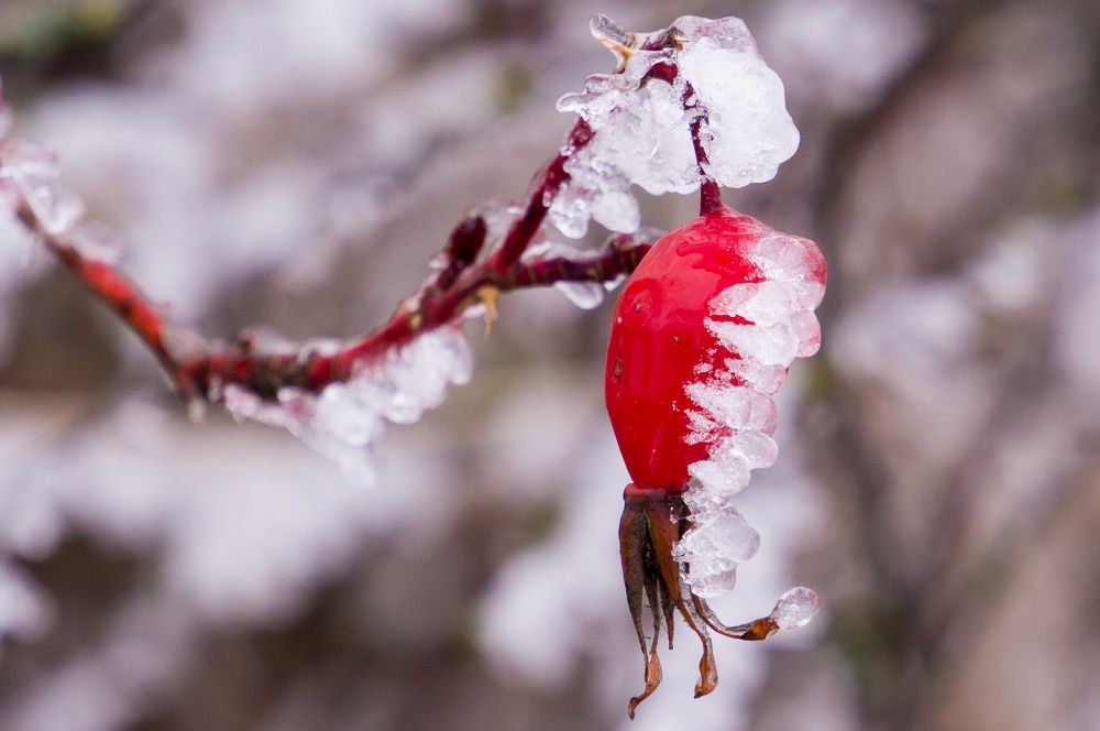 Фотография автора Николай Бологов