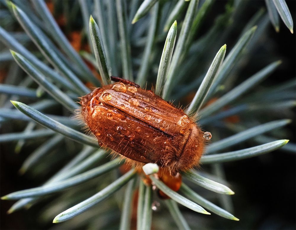 Photograph by Елена Харитонова