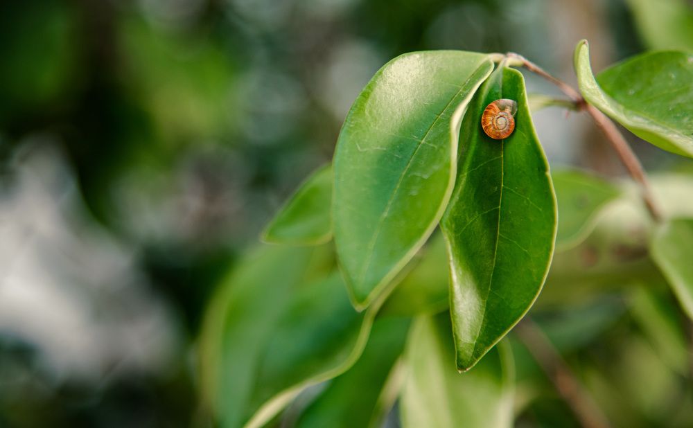 Фотография автора Mohammad Mohseni
