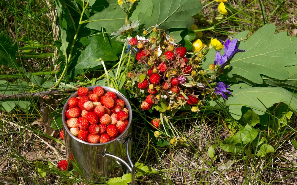 Фотография автора Николай Бологов