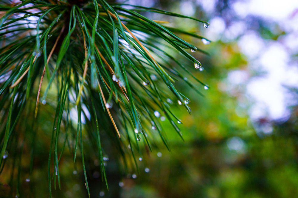 Photograph by Виталий Зубков