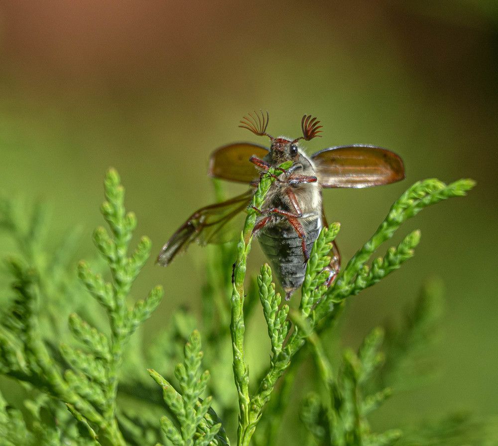 Photograph by Анатолий Макоедов