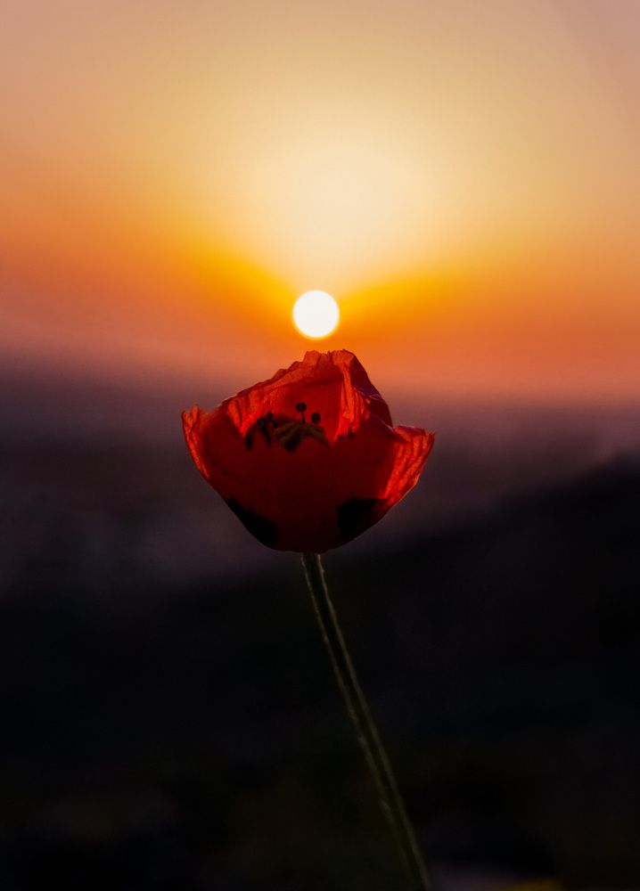 Фотография автора Mohammad Mohseni