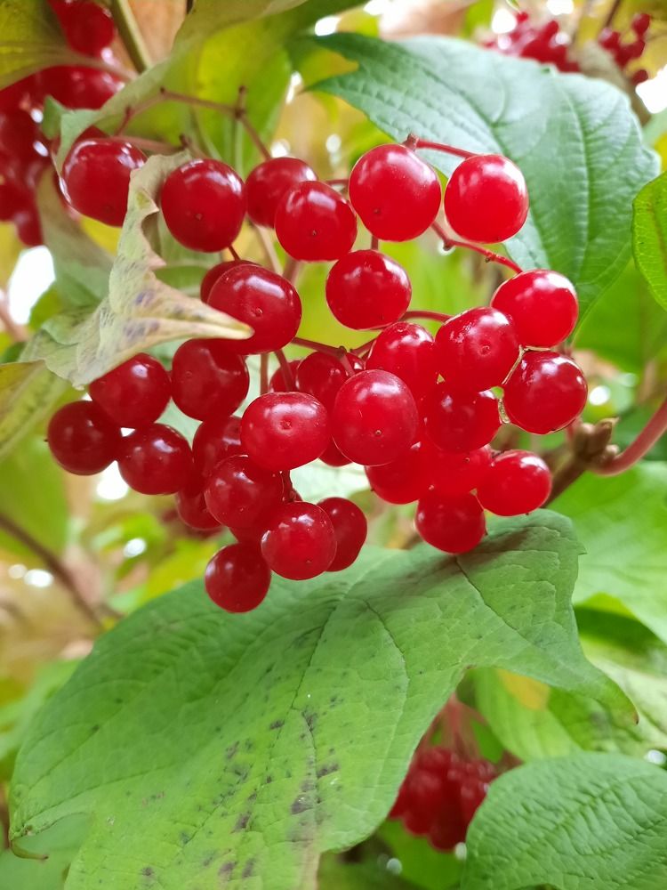 Photograph by Елена Симонова