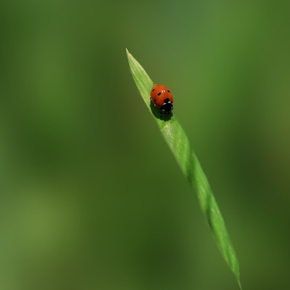 Фотография автора Mojtaba Gitinezhad