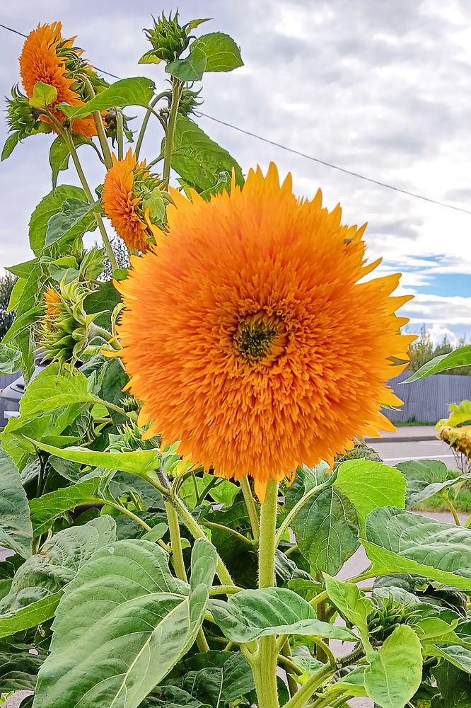 Photograph by Olga Smirnova