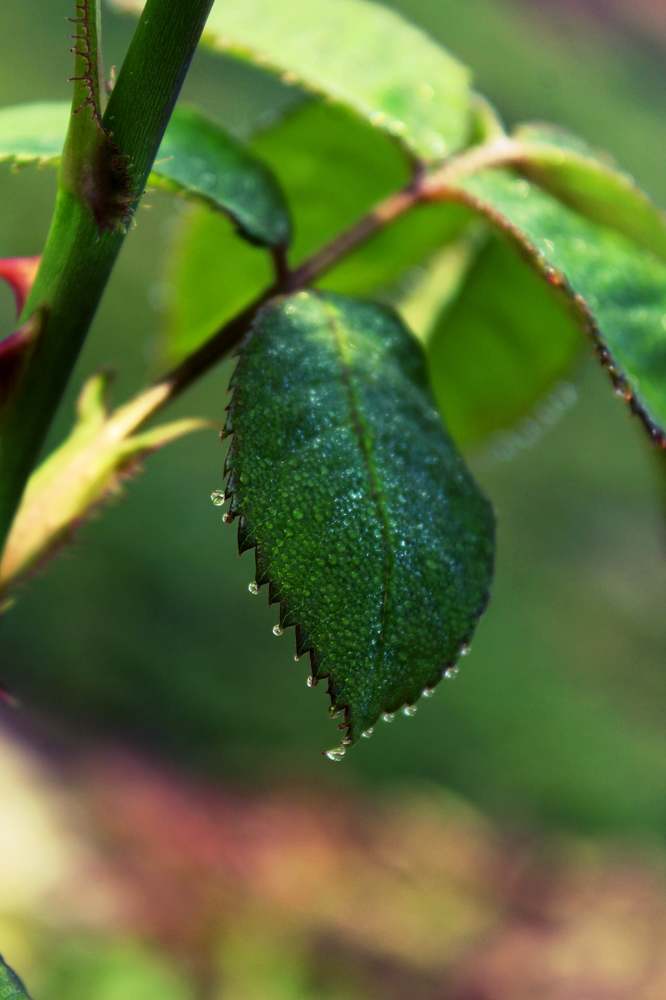 Photograph by Ольга Антанавичене