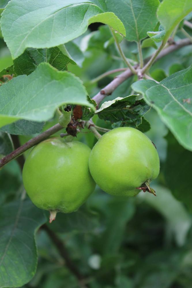 Photograph by Ольга Антанавичене