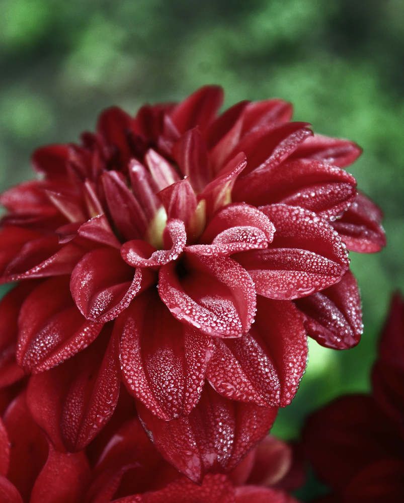 Photograph by Ольга Антанавичене