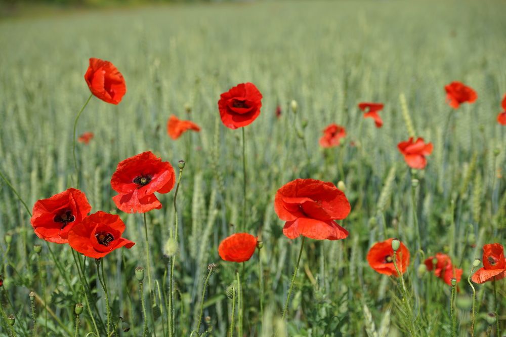 Photograph by Марина Гнедаш