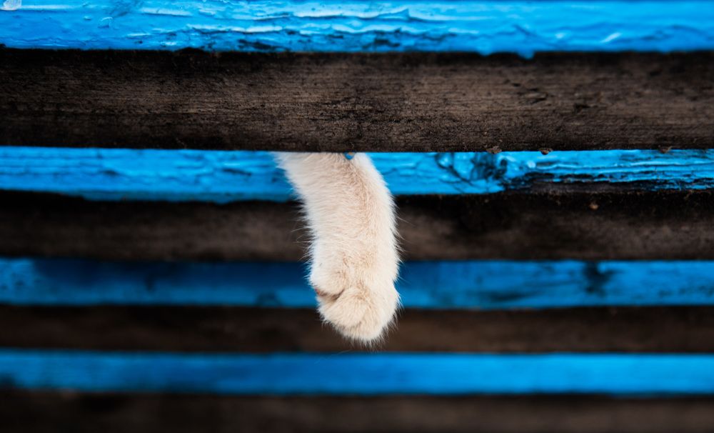 Фотография автора Mohammad Mohseni