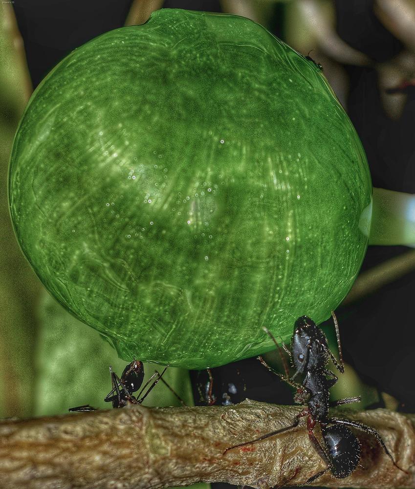 Lunch time with a lollipop