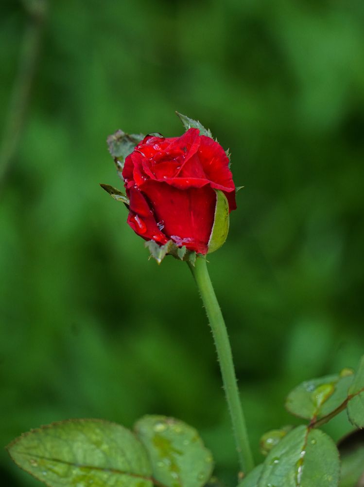 Photograph by Andrew Altarejos