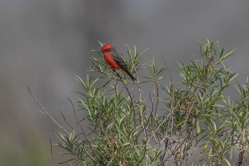 Photograph by Aлена Плясова
